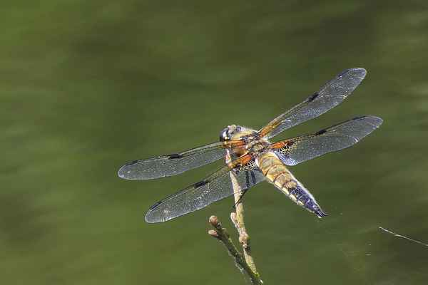 libelle