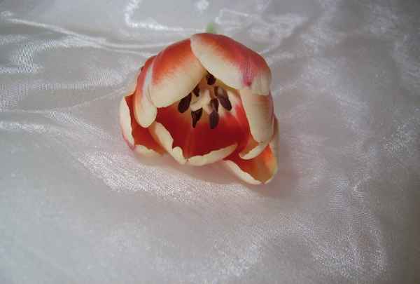 Tulpenkopf "Eleganza"