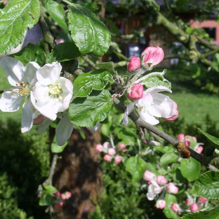 Ein blühender Apfelbaum im Frühling