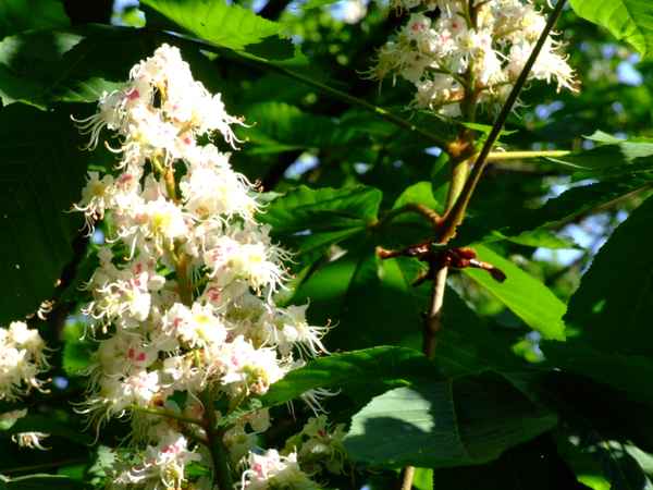 Kastanienblüte