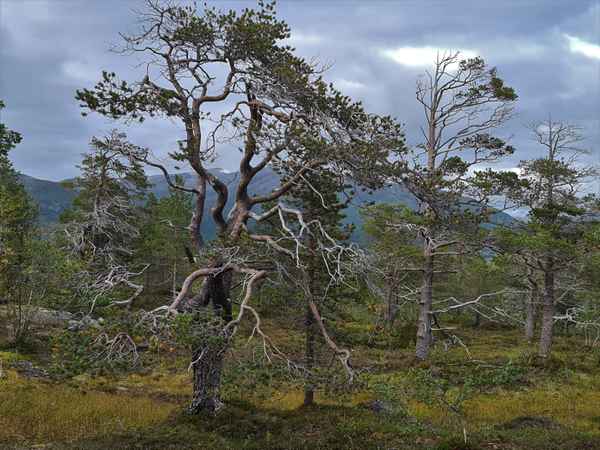 Anderdalen Nationalpark, Senja