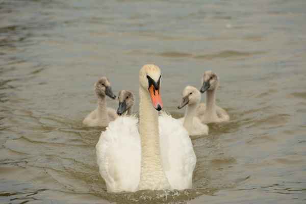 Jung Schwäne