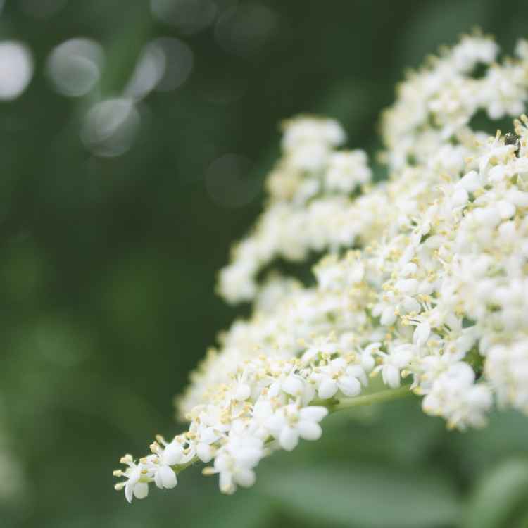 Holunderblüte