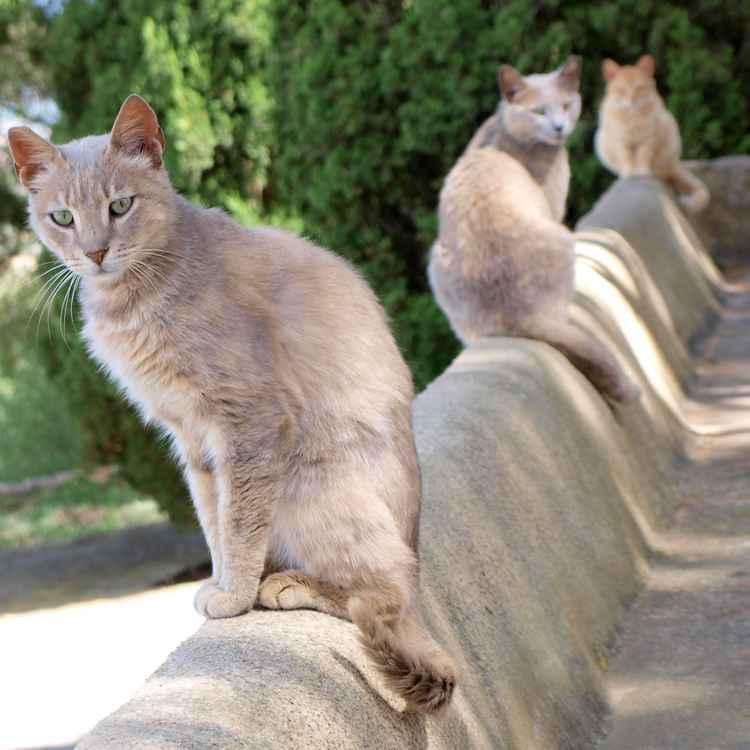 Katzenmauer