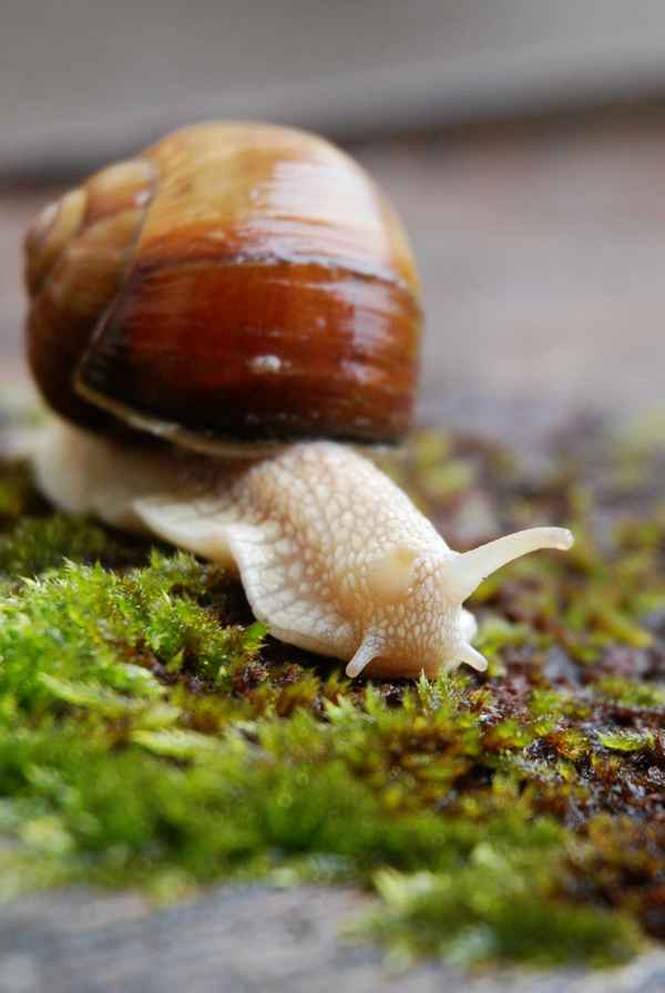 Schnecke mit Haus