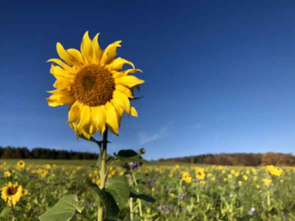 Sonnenblume