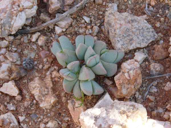 "Lebende Steine" (Namibia) 1