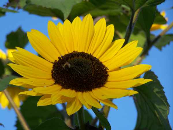 gira sole
