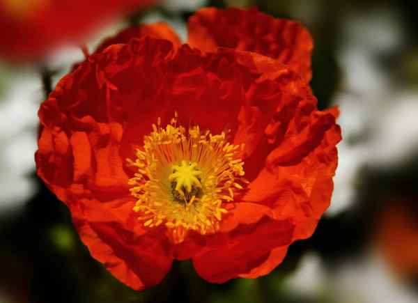 Blütenschau gelb-rot