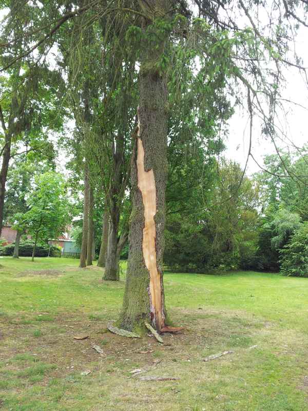 Blitzeinschlag im Nadelbaum