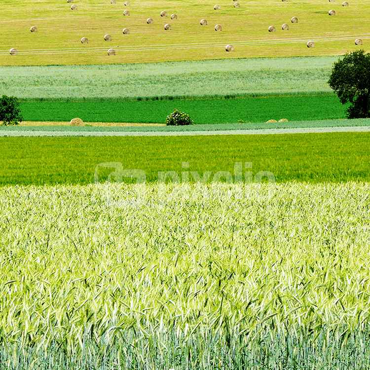 Sommerliche Felder