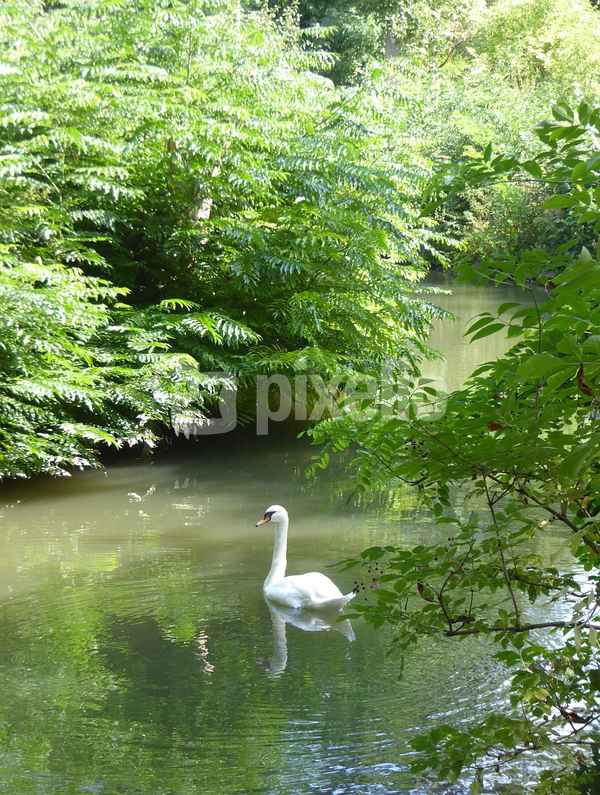 Schwimmender Schwan