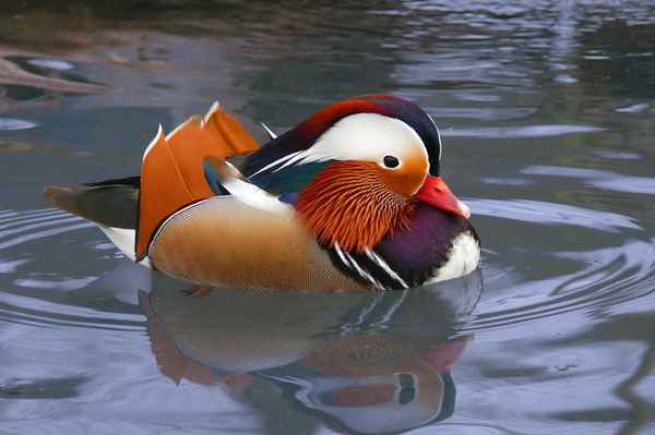 Farbtupfer