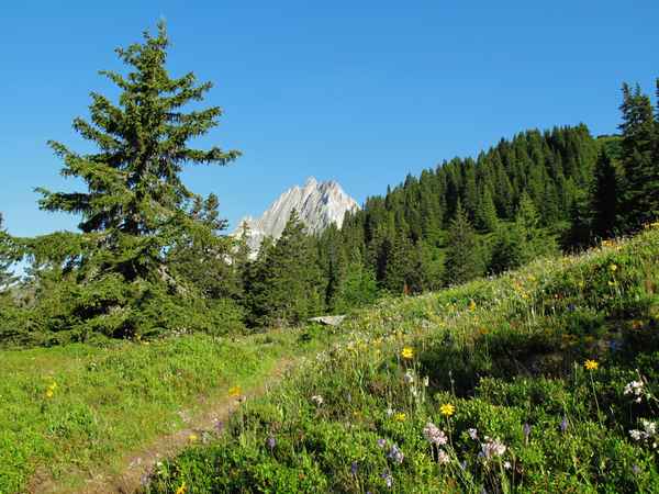 An der Waldgrenze