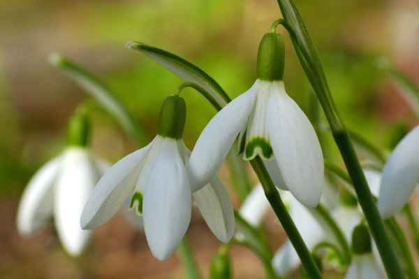 Glöckchen läuten den Frühling ein...