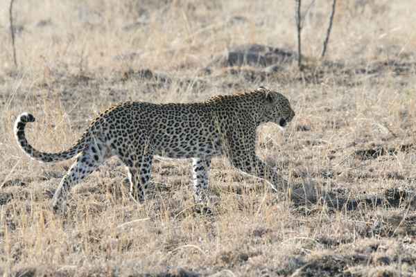Leopard läuft an uns vorbei