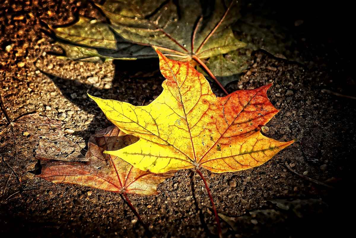 Herbstsonne