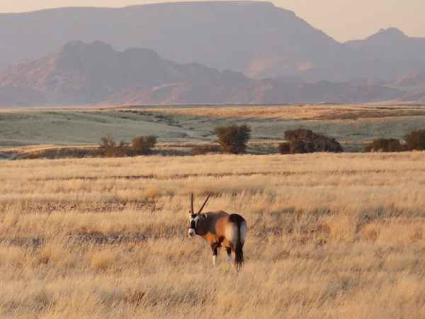 Oryx in der Steppe