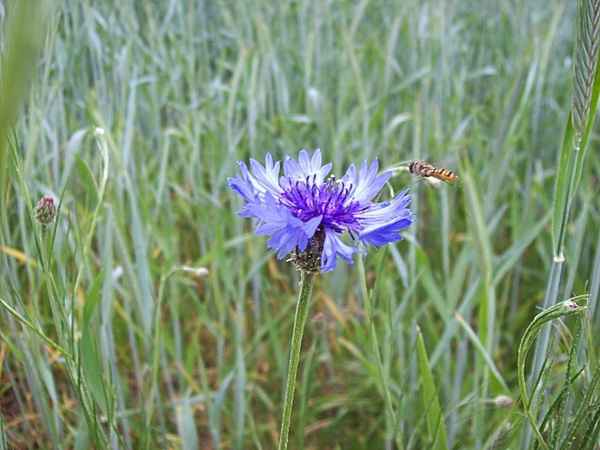 Kornblume&Biene