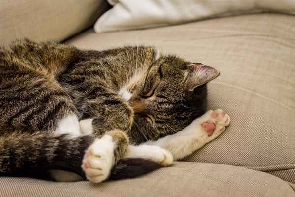 Schlafende Katze aus Sofa
