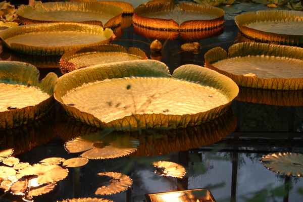 Schwimmblätter der Seerose