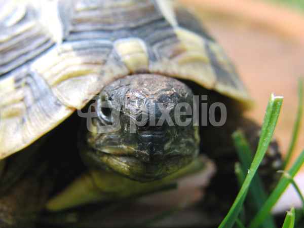 Schildkröte