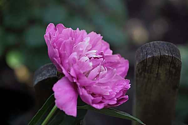 Am Gartenzaun