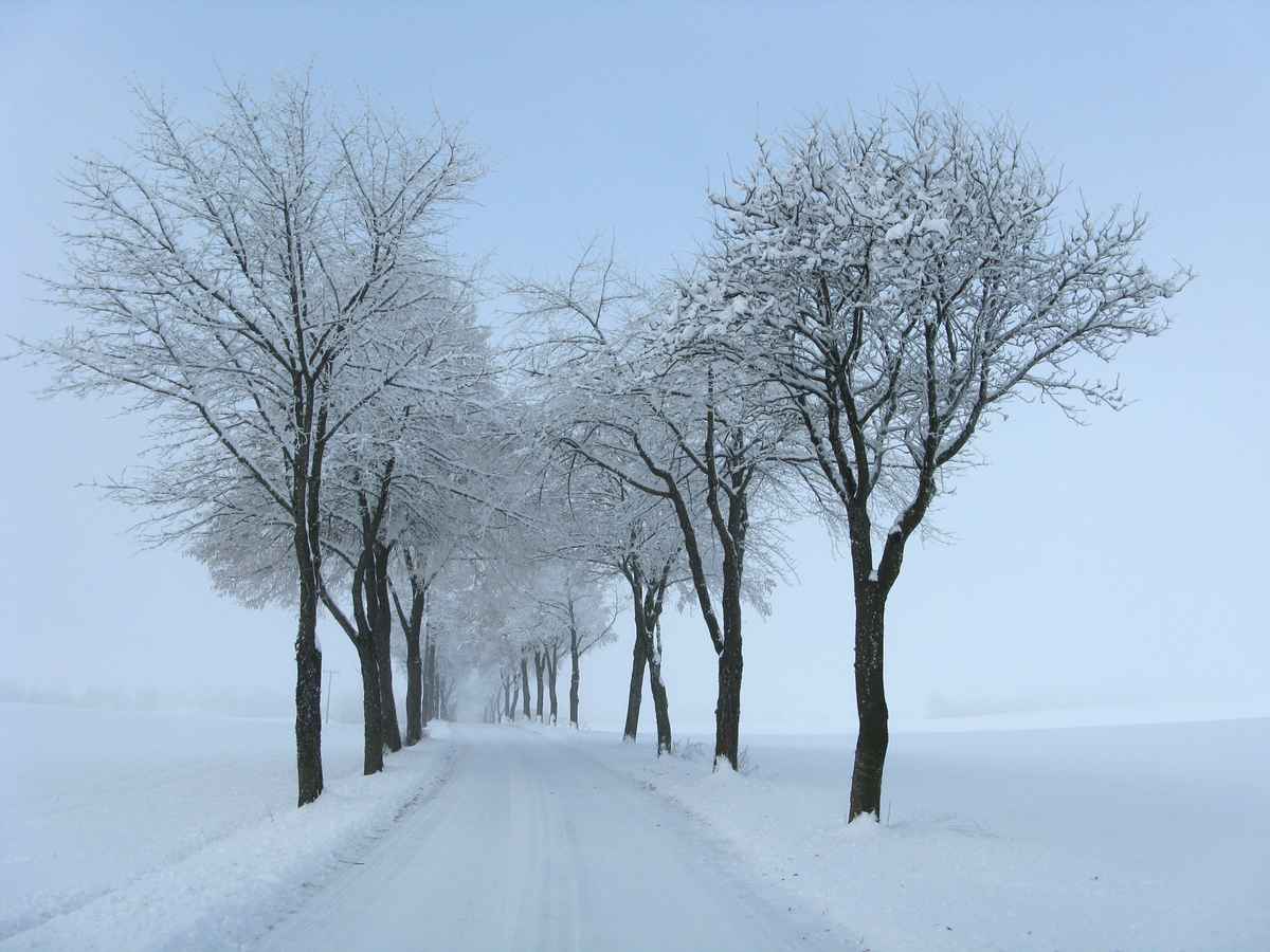 Allee im Schnee