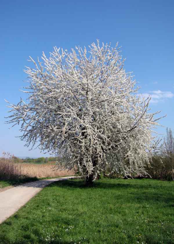 Blühender Kirschbaum