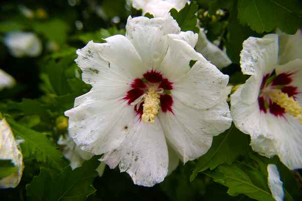 Hibiskus Zeit