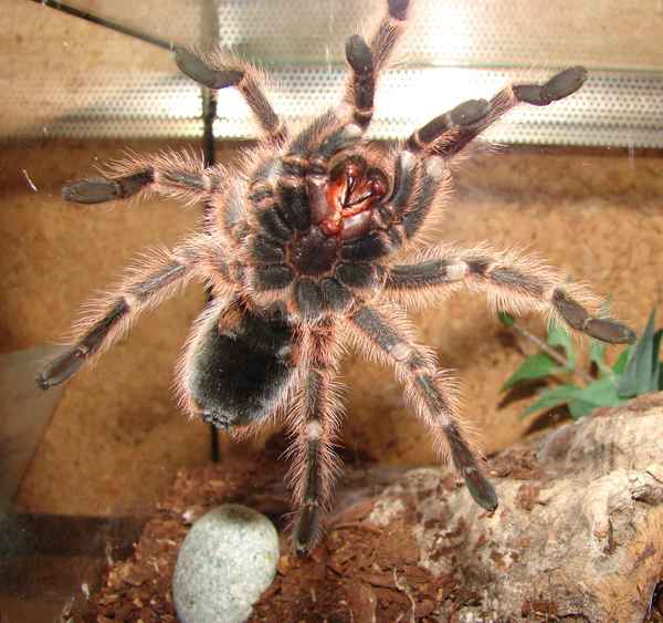 Vogelspinne Gretchen 4