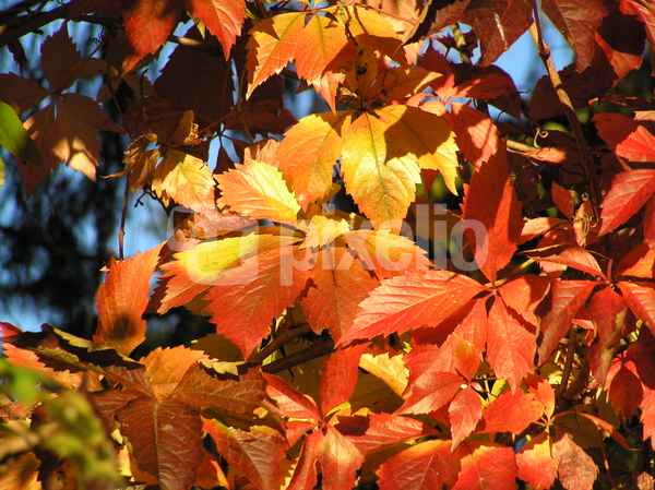 Herbstfärbung