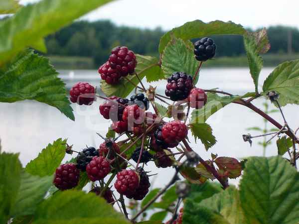 Brombeeren