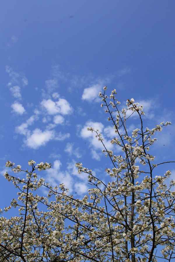 Obstwiesen-Wanderung 02