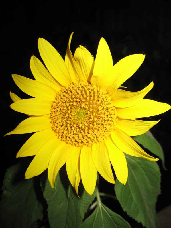 Sonnenblume jung