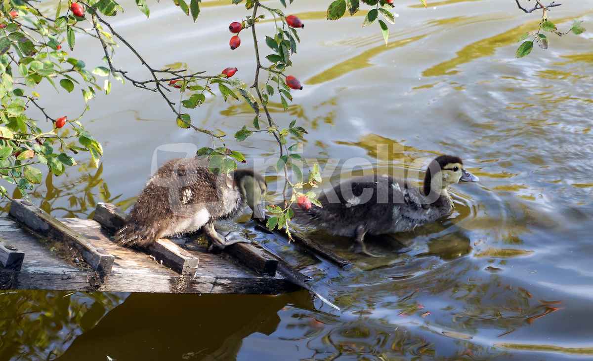 Baden geh´n im Dorfteich