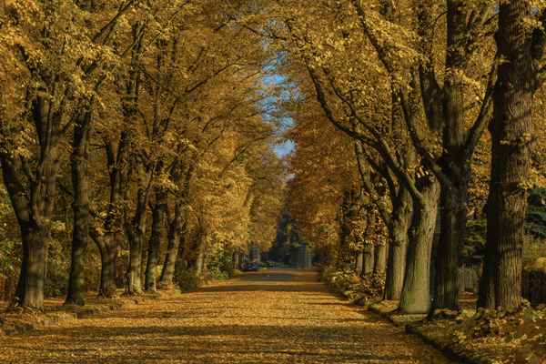 Auch der Herbst hat goldene Tage