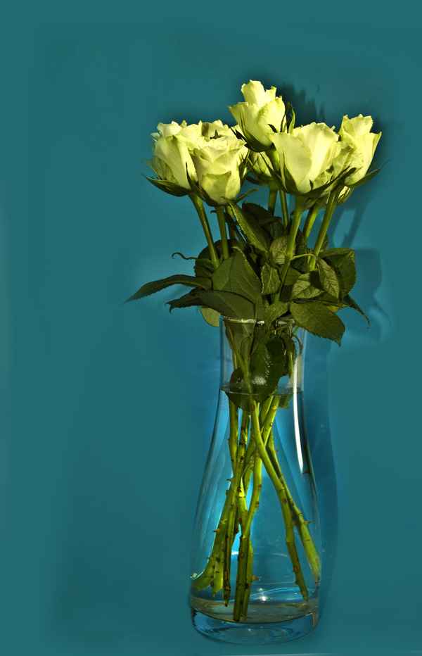 weiße rosen