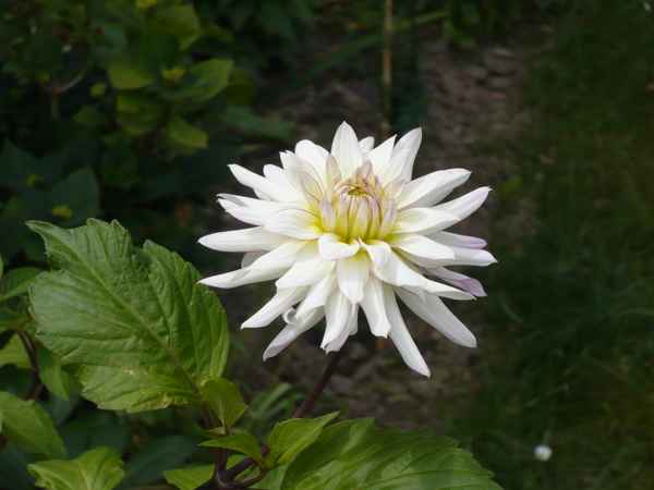 Schöne    Blume