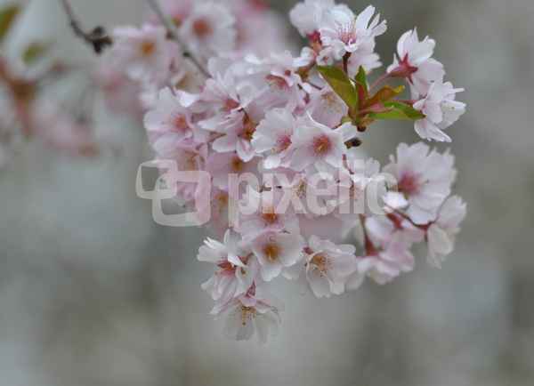 jap. Kirschblüten, zarte  Frühlingsboten