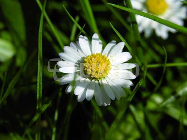 Gänseblümchen