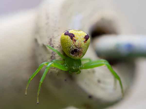 Dreieck-Krabbenspinne