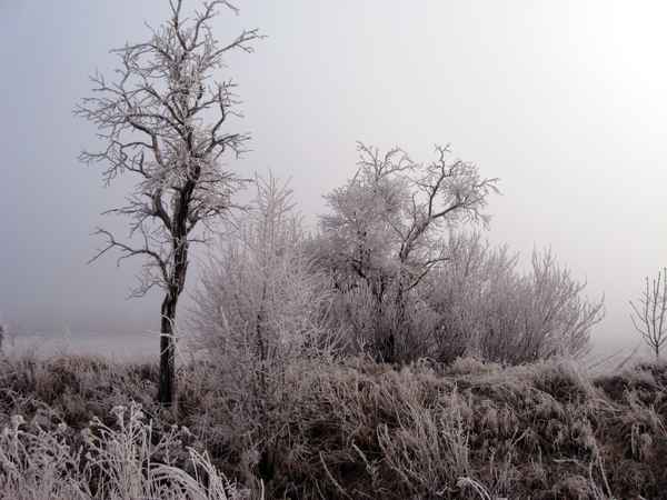 Winter und Raureif 64