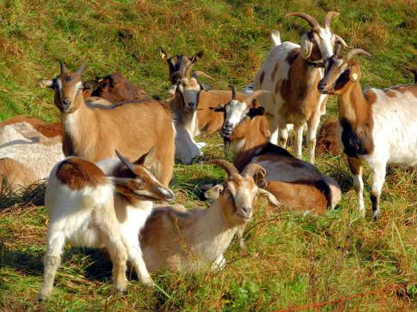 Ziegenherde