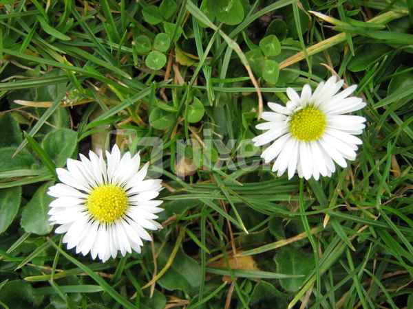 Gänseblümchen 2