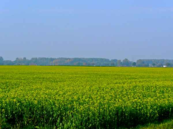 Rapsfeld
