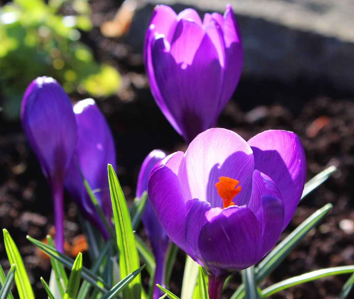 KROKUS