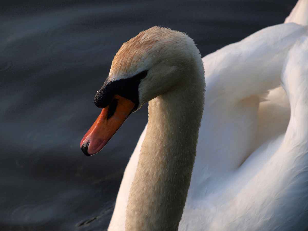 Schwan