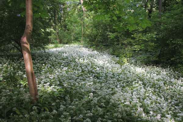 Blühender Bärlauch