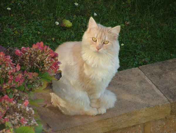 Norwegische Waldkatze